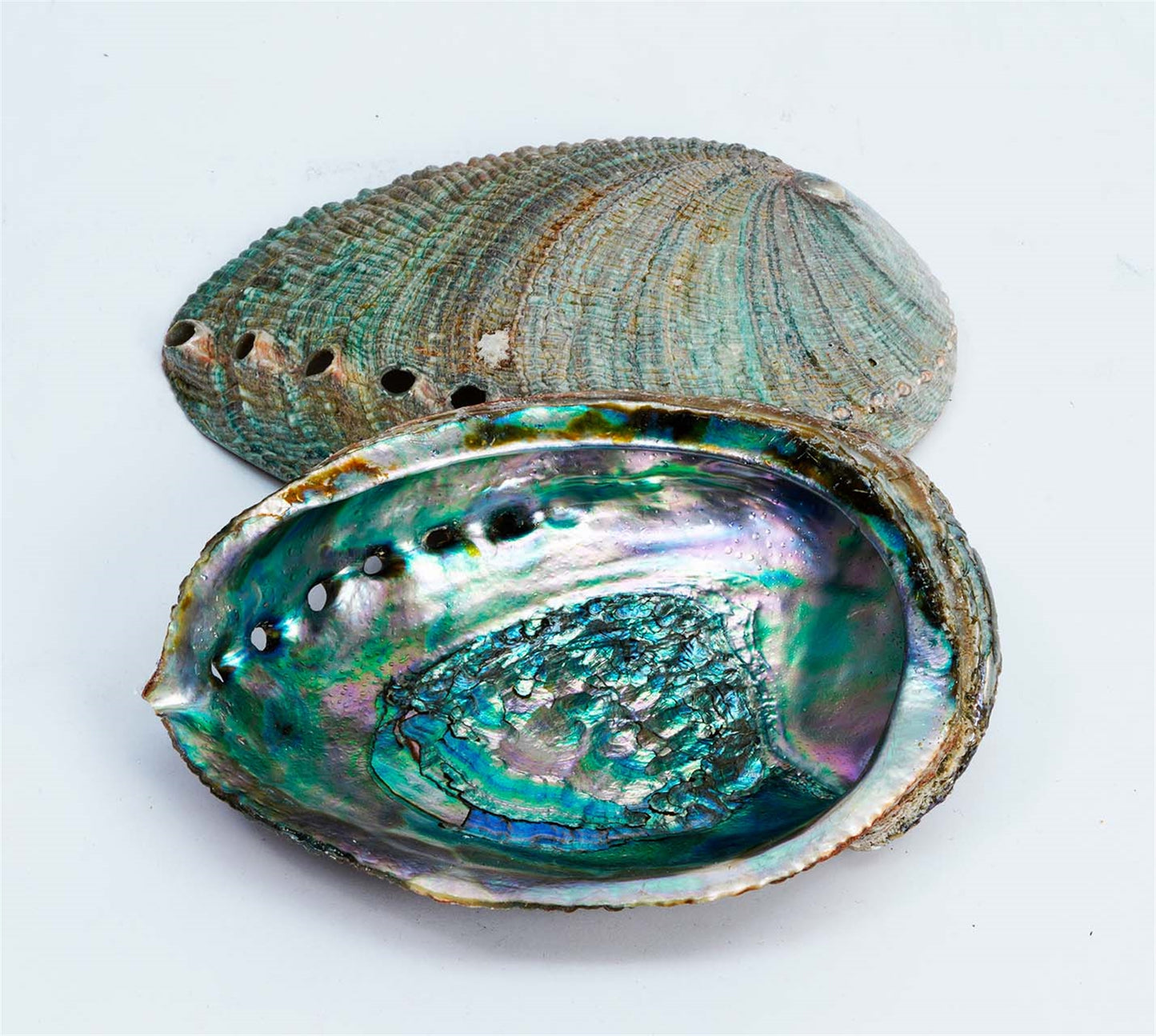 ABALONE GREEN/BL.SHELL 4--5"