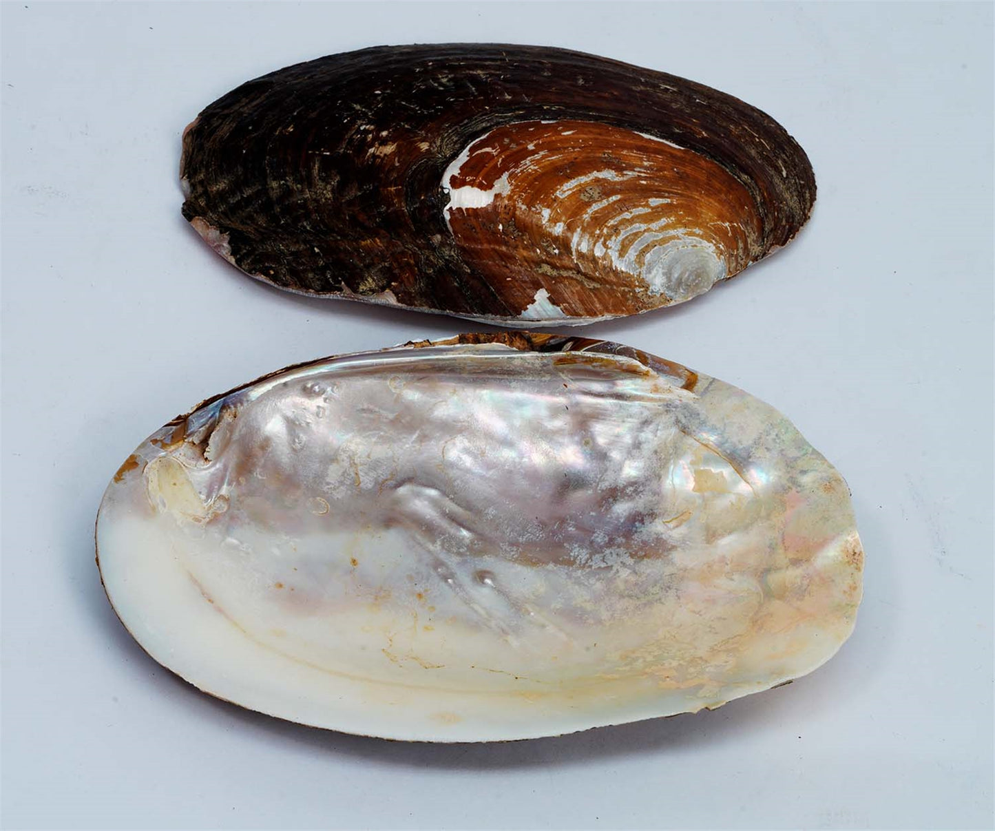 OYSTER SHELL 5"-6"