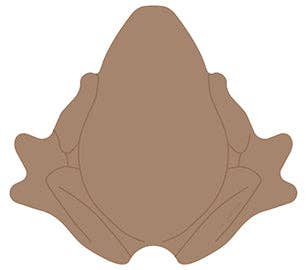 Harry Potter: Chocolate Frog Sticky Notepad