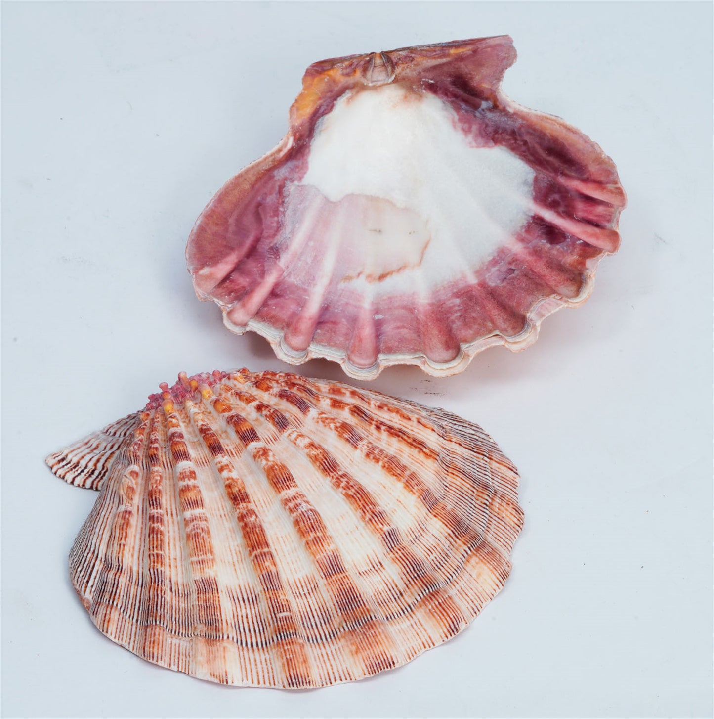 LIONS PAW SHELL 5"-6"