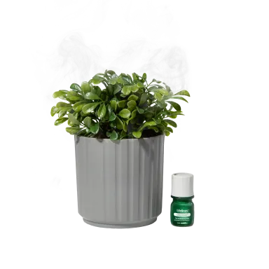 Lifelines Planter Diffuser - Boxwood Plant